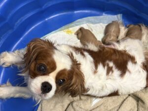 Cavapoos for Sale
