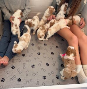 F1 Cavapoo Puppies for Sale