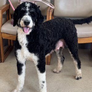 Cavoodle for Sale