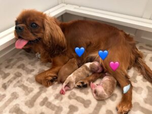 How Much Are Cavapoo Puppies