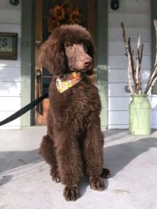 Cavapoo Dog for Sale