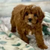 How Much Are Cavapoo Puppies
