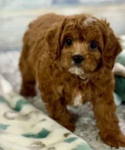 How Much Are Cavapoo Puppies