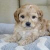 Cavapoo Dog for Sale