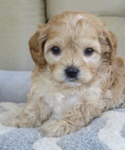 Cavapoo Dog for Sale