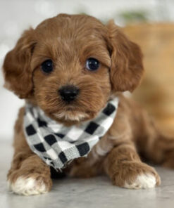 Cavoodle Dog Price