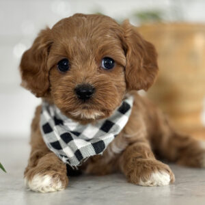 Cavoodle Dog Price