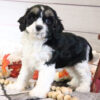Cavoodle for Sale