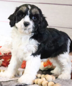 Cavoodle for Sale