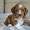 Cavoodle