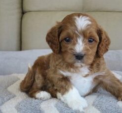 Cavoodle
