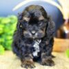 Cavapoos for Sale