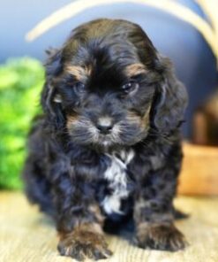 Cavapoos for Sale