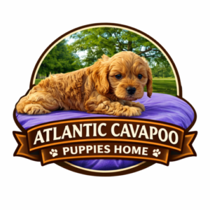 atlantic cavapoo puppies