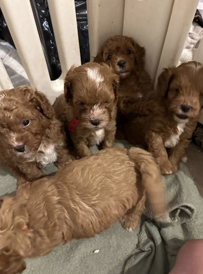 Cavapoo Puppies near me in New Jersey