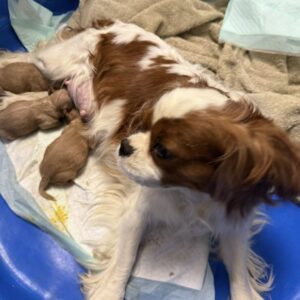 Cavapoo Puppy