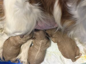 Cavapoo Puppy Breeders