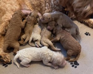 Much Is a Cavapoo