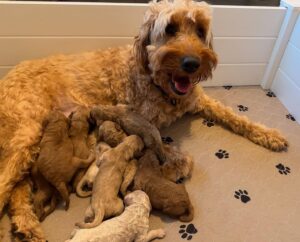 Cavapoo for Sale Near Me