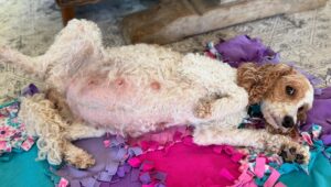 how much do Cavapoo puppies cost