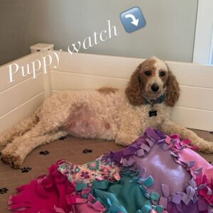 Cavapoo Puppies for Adoption