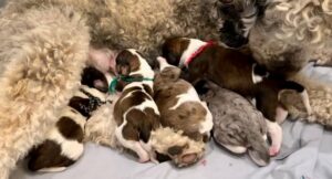 How Much Is a Cavapoo Puppy