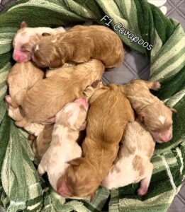 How Much Is a Cavapoo Puppy
