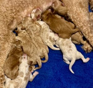 Cavapoo Dogs for Sale