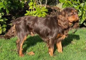 Cavapoo for Sale Near Me