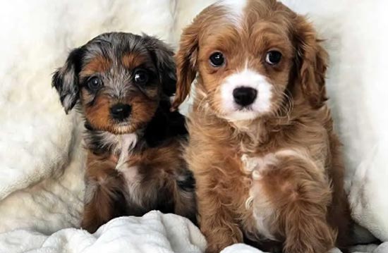 F1 Cavapoo puppies for sale