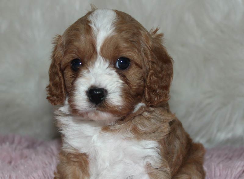 Cavapoo puppies for sale near New Jersey