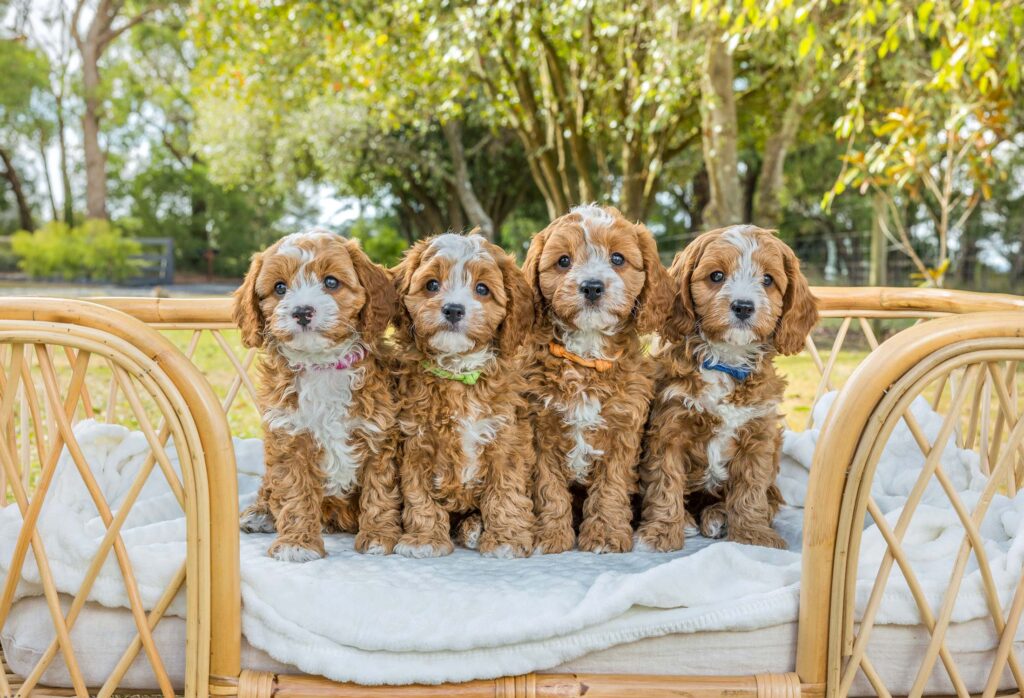 Cavoodle puppies for sale online in New Jersey