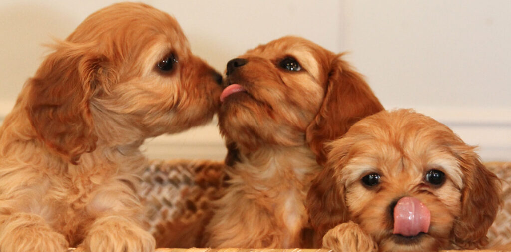 Toy Cavapoo puppies for sale