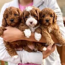 Cavoodle for sale​ in New Jersey