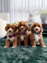Cavapoo puppies to buy nearby