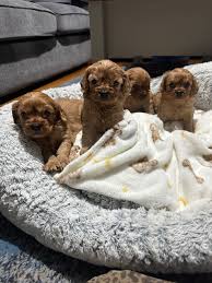 Cavapoo Puppies near me NJ