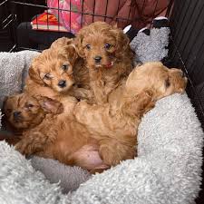 Cavapoo Puppies from Breeders