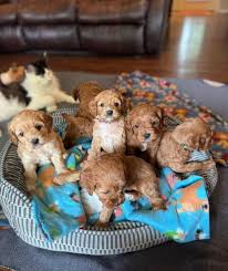 Cavapoo Puppies Shop in New Jersey