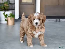 Cavapoo Puppies ready to go