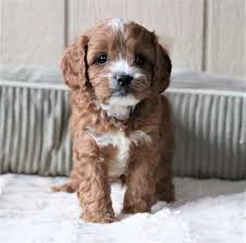 Cavapoo Puppies near location