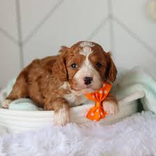 Cavapoo Puppies young for sale