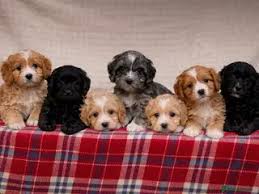 Cavapoo Puppies to Buy near me