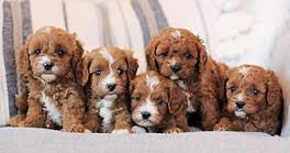 Cavapoo Puppy​