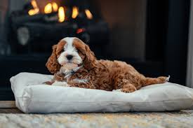 cavapoo puppies for sale