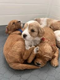 Cavapoo Puppies near New Jersey