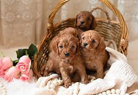 Miniature Cavapoo Puppies near me