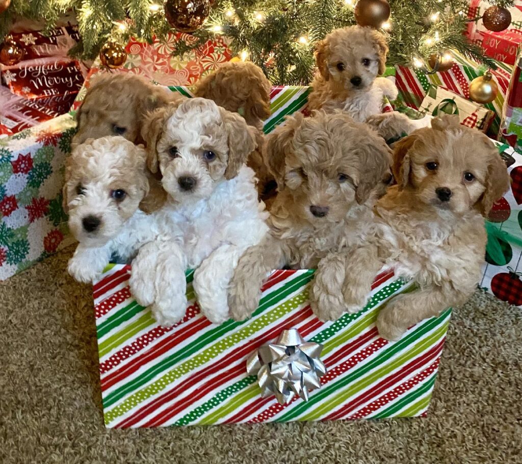 Affordable Cavapoo puppies near me in New Jersey
