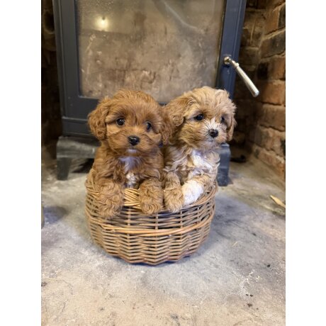 Cavapoo Puppy Breeders near me