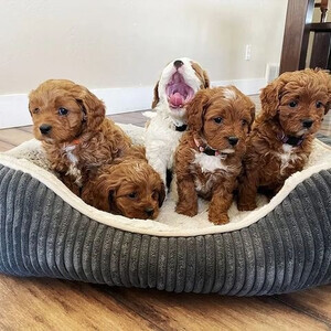 Healthy Cavapoo Puppies for sale near me