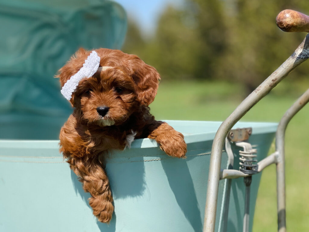 Cavapoo adoption offers New Jersey